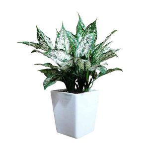 خرید آگلونما برفی