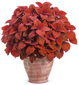 آمورش جامع نگهداری و تکثیر گیاه حسن یوسف